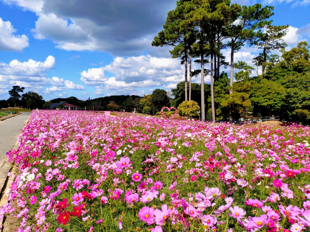 イングランドの丘　コスモス見頃になっています!